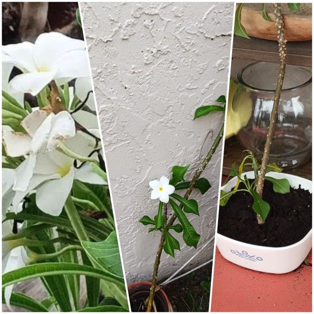Plummeria Rooted Plant