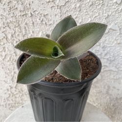 1 Gallon Pot Succulent Plant - Rare Tradescantia Pallida - Purple Heart Wandering Dude - Rooted & Established - Drought Resistant 🪴 