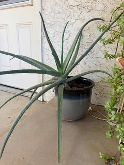 Aloe in Glazed Pot