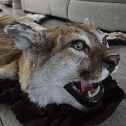 Mountain Lion Rug