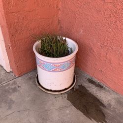 Flower Pot 