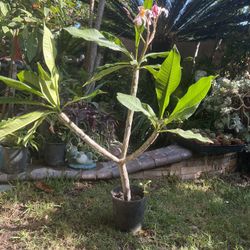 Planta De Plumeria