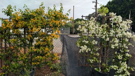 Trellis Bougainvillea