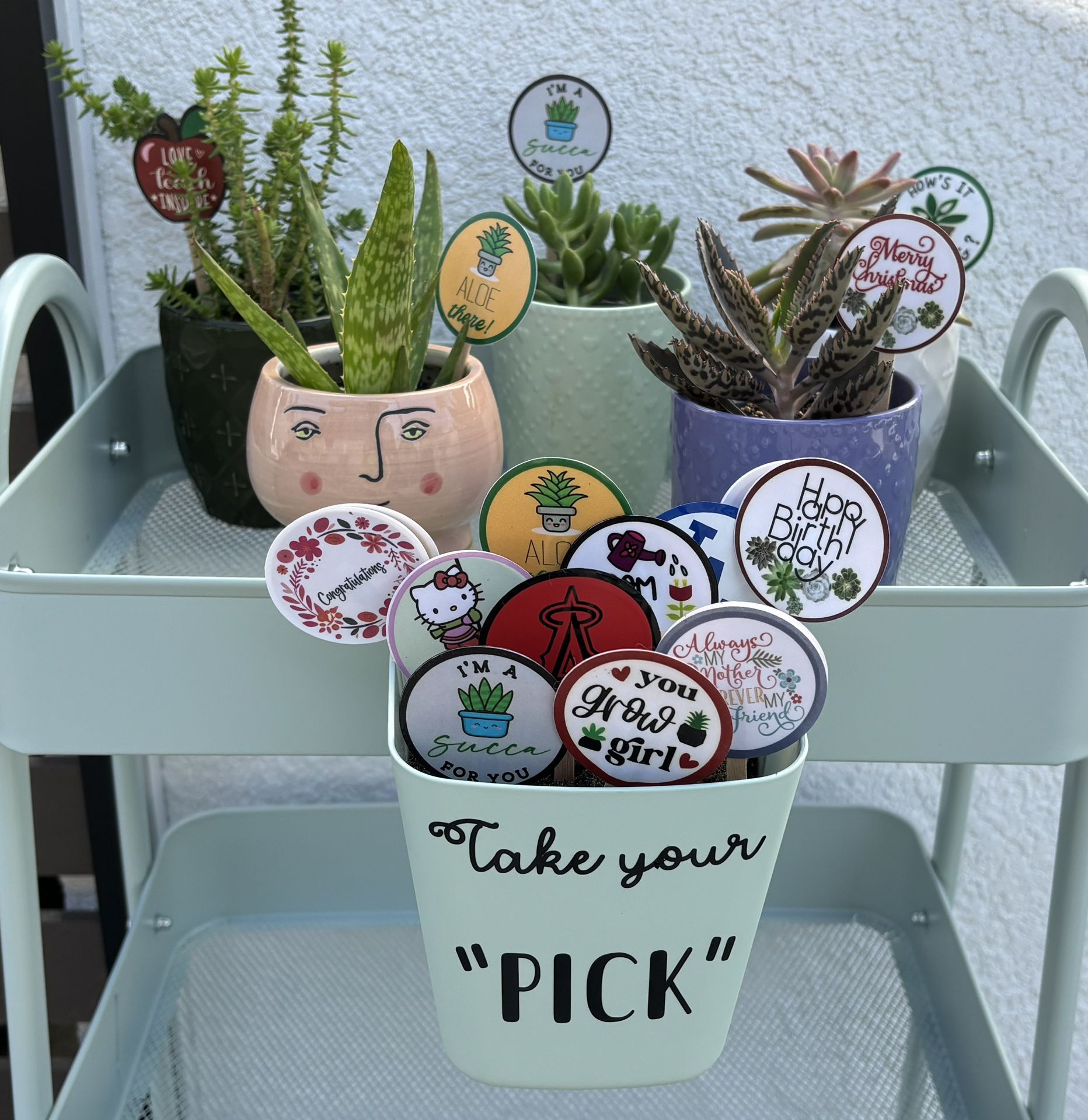 Decorative succulent gift plants in ceramic pots w/ pick marker spike