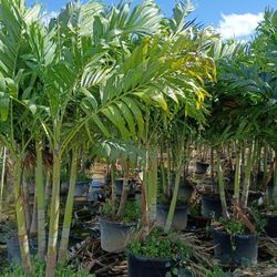 Christmas Palms  About 8 Feet Tall Instant Privacy Hedge For Fence 