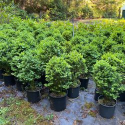 Nice Boxwood  24 Plus Inches