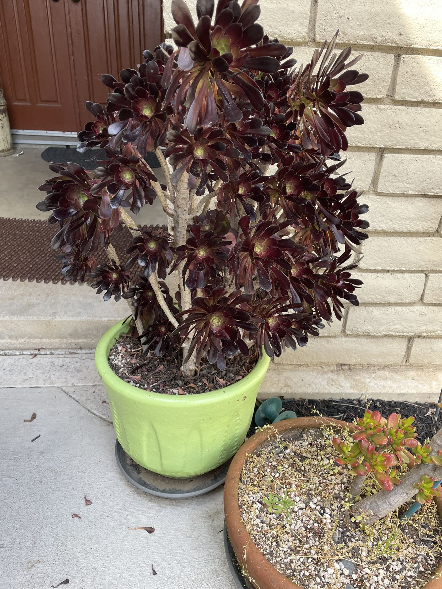 Succulents In Terracotta/ceramic Pots