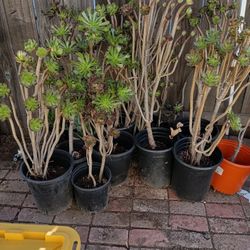 Plant Sale 5.00 Each Need Gone
