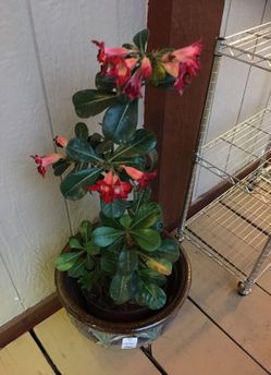 Fruits and vegetables