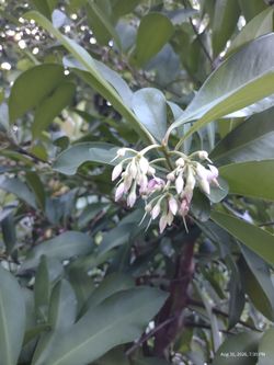 6' Ardisia plant
