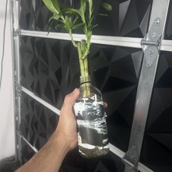 Bamboo Plant