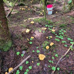 Chanterelle Mushrooms 