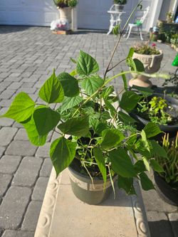 SAME plants vining