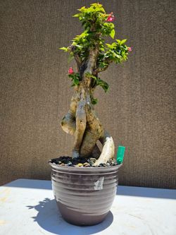 Old Bougainvillea RED   Bonsai Tree