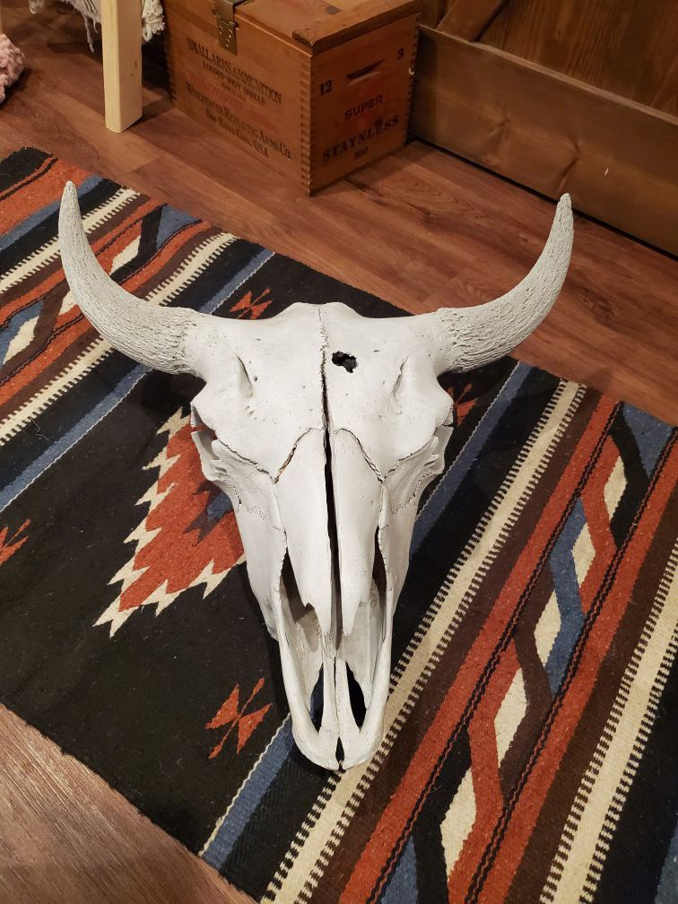 Cattle skull, great condition
