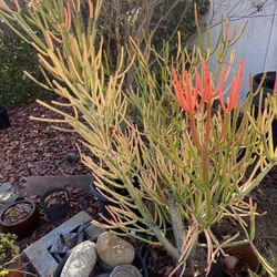 Medium Euphorbia Sticks On Fire 4’