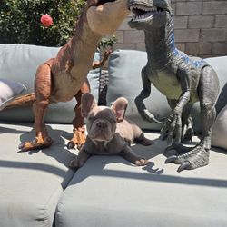 Dinosaurs 