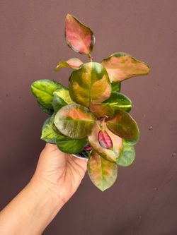4” hoya Lisa
