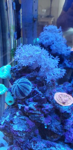 Pulsing Xenia Corals