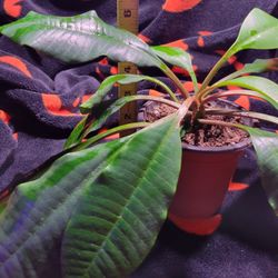 2 Plants In 1 Pot. Madagascar Jewel 