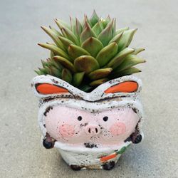 Succulents plants 🪴 