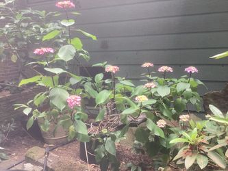 Hydrangea 'Onyx Peacock'