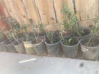 1 foot tall olive trees, $10 each 1 foot tall olive tree, $10 each