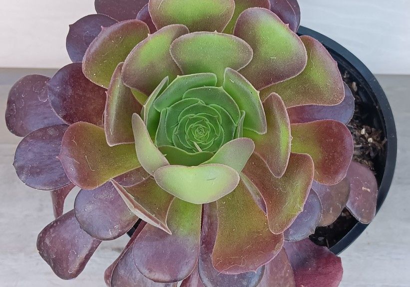 Aeonium 'Voodoo' - Giant Red Aeonium succulent plant 🪴