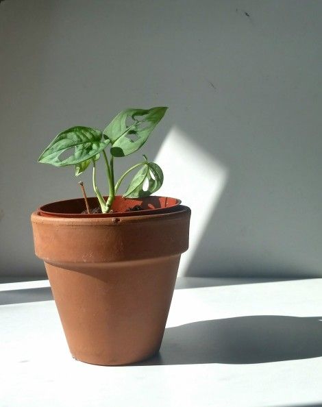 Monstera Adansonii Wide Leaf Plant/ Swiss Cheese Monstera Plant/ House Plant/ Indoor Plant Flower Patio Garden