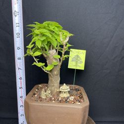 Red Bougainvillea Bonsai Tree In Unglazed Bonsai Pot($55)