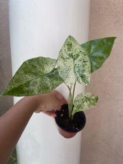 Alocasia blizzard plant