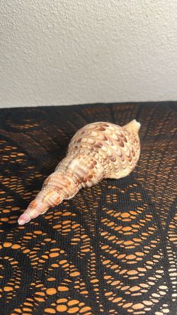Pacific Triton's Trumpet Shell