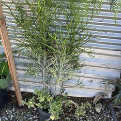 Jade Plant With Pencil Tree Cactus