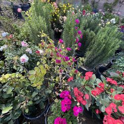 🌹 Plant Sale 🌺🌳🌷🪻 Different Prices 🌵