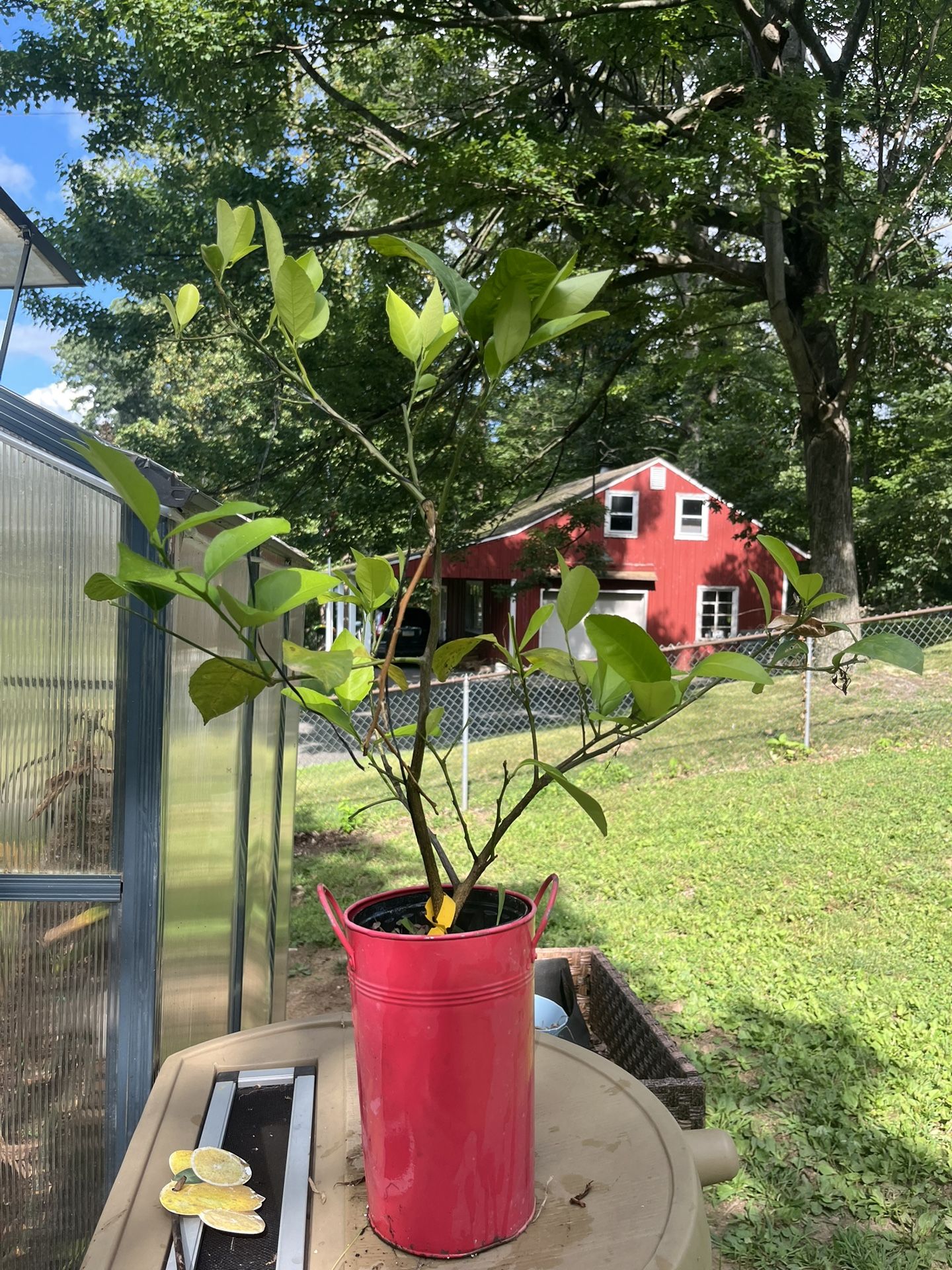 Meyer Lemon Tree Plant
