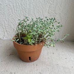 Decorative Succulent Plant w/ Clay Pot