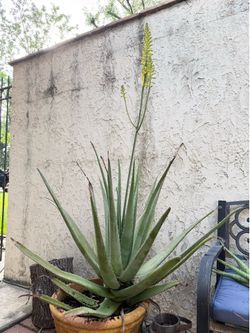 Aloe Vera cuttings