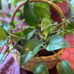 A Beautiful Plant In A Clay Pot And In A Basket 