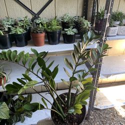 live real large zz plant