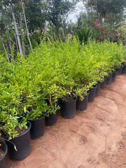 5 Gallon Size- Avocado Trees- Pomegranate Trees- Guava Trees- Cherry Trees- Pear Trees- Plum Trees- Loquat Trees- Apple Trees