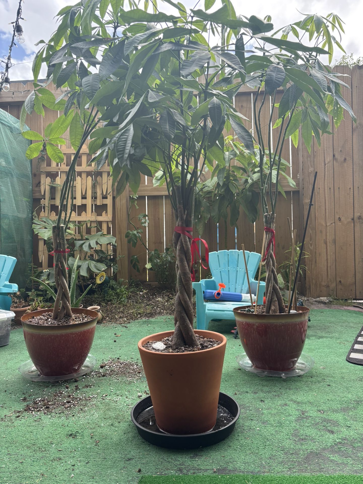 Tall Money Tree Plants (Pachira Aquatica)