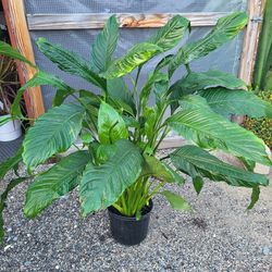 Peace Lily Plant 10" Pot