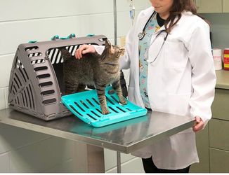 SportPet hard sides travel cat carrier
