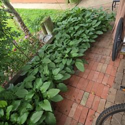 Hosta
