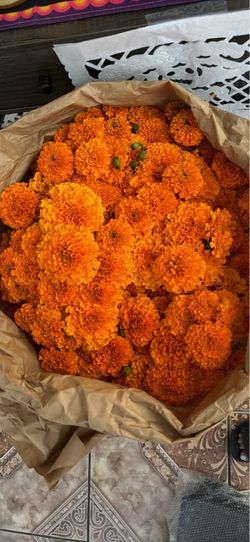 cempasuchil/ marigold