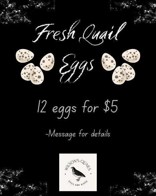 Quail eggs