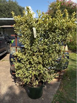 Big Chollipo Euonymus shrub