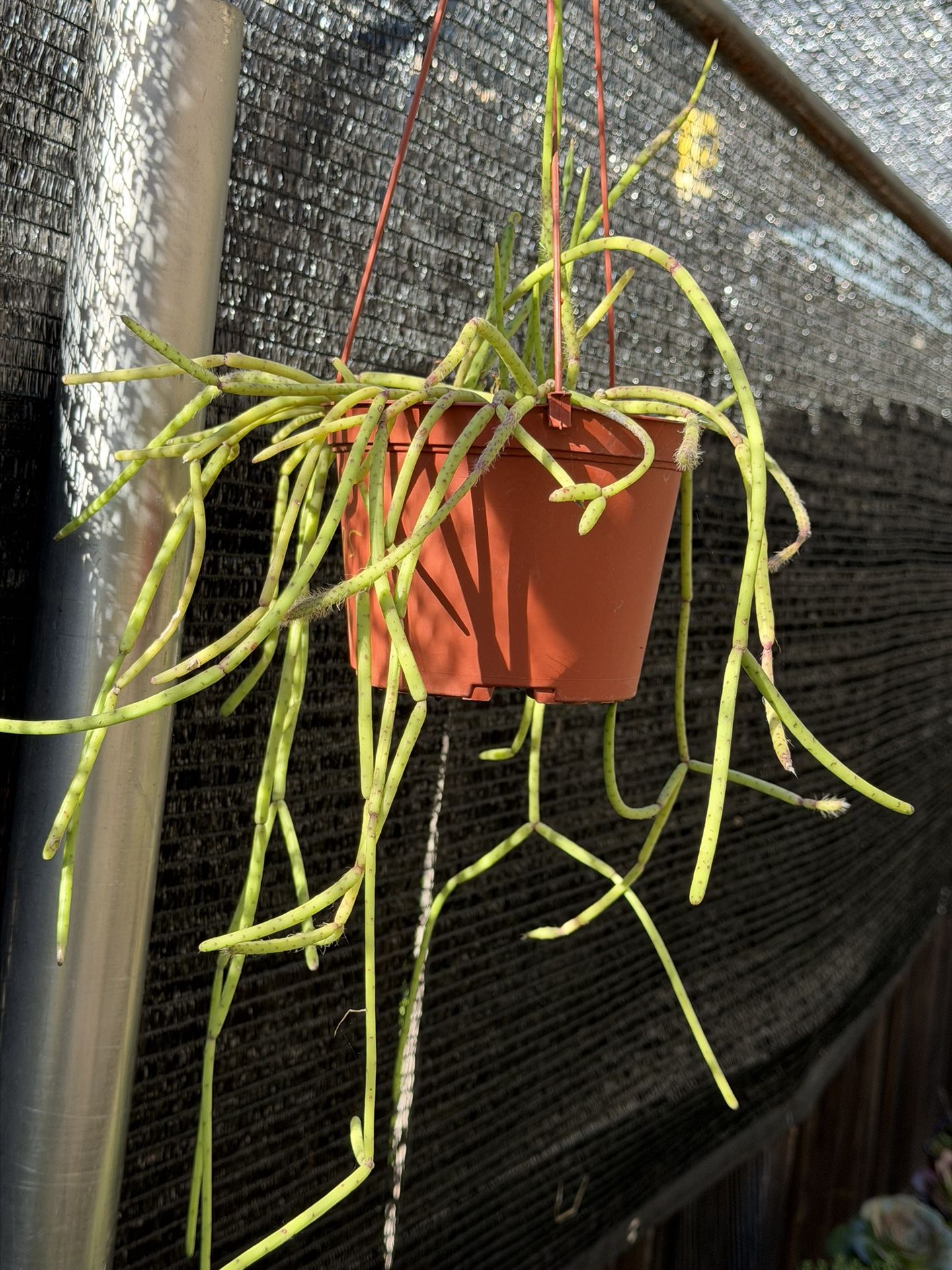 Succulents Plants ๐ชด