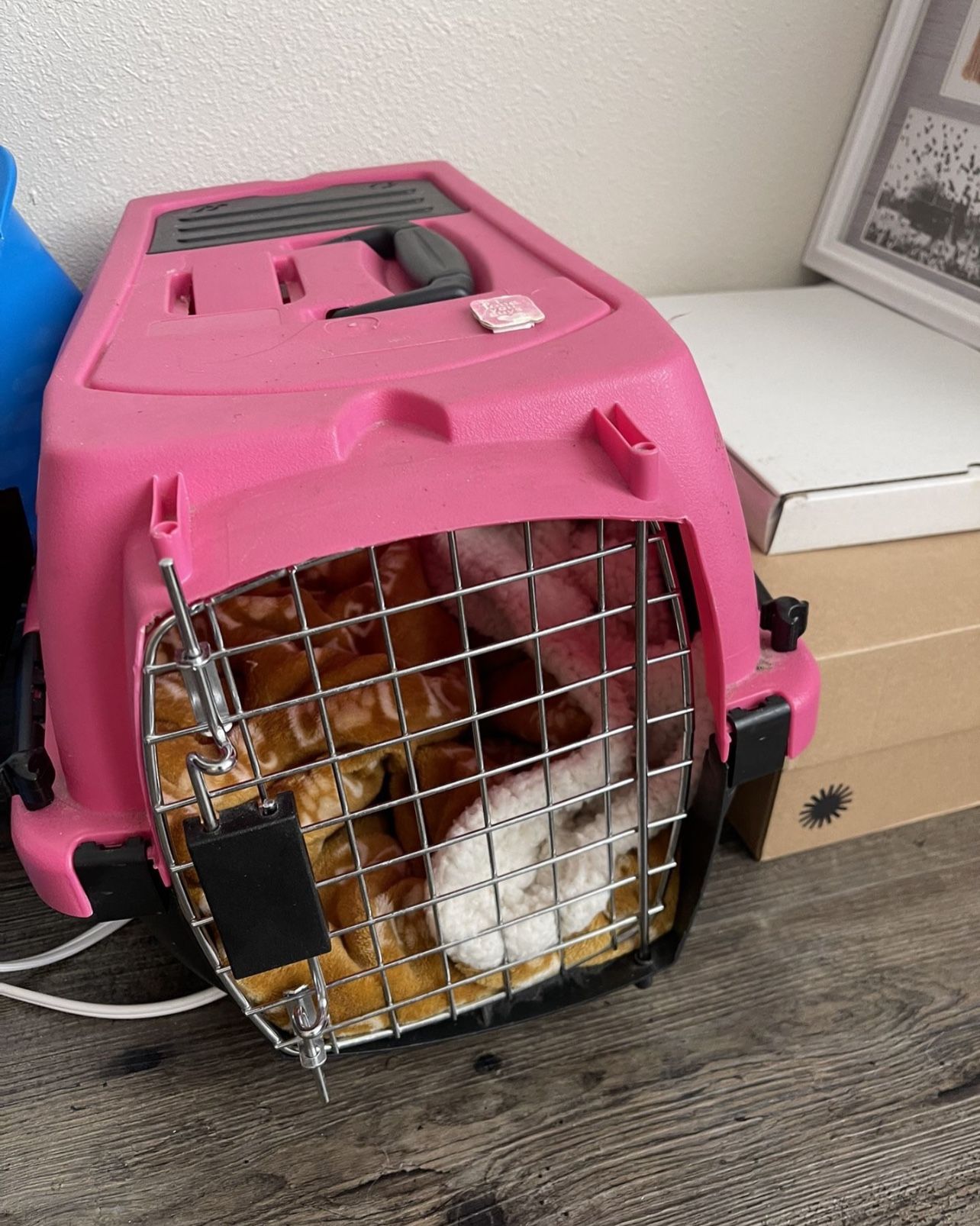 cat carrier