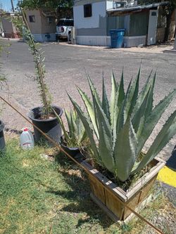 Plants and trees for sale